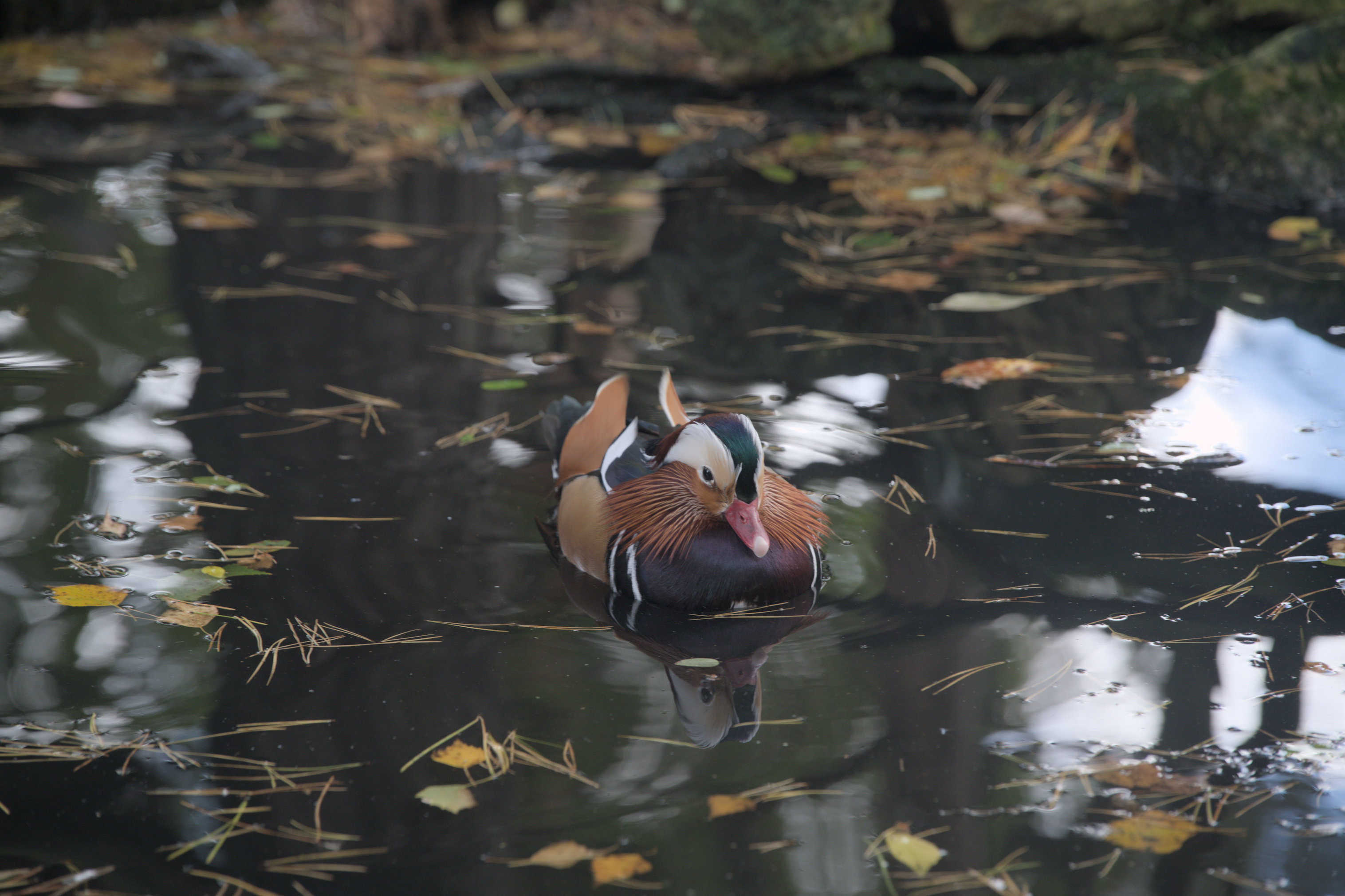2025/10/12 - zoo/DSC_0034.jpg